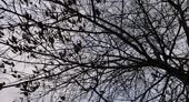 Cloudy Weather In Windy Weather In The Winter Park Oak Trees - 4K解像度の映像 ...