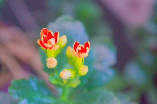 Red Kalanchoe flowers close up.