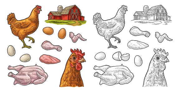 Set chicken. Whole, leg, wing, head, egg and farm. Vintage color vector engraving illustration for poster and label. Isolated on white background.