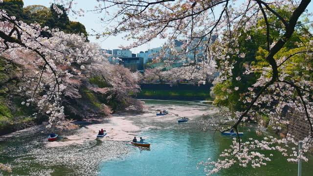 Cherry blossoms petals falling in Chidorigafuchi park public park in Tokyo, Japan