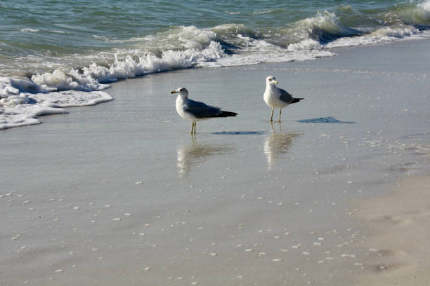 Ring-Billed Gulls on Naples Florida Beach