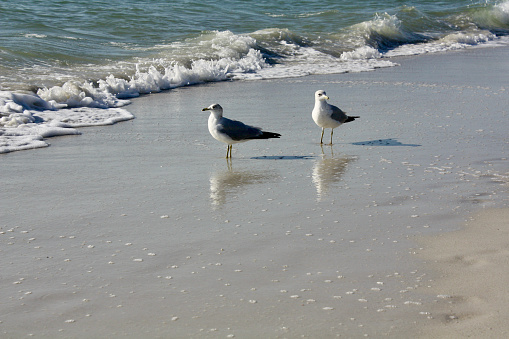 Ring-Billed Gulls on Naples Florida Beach