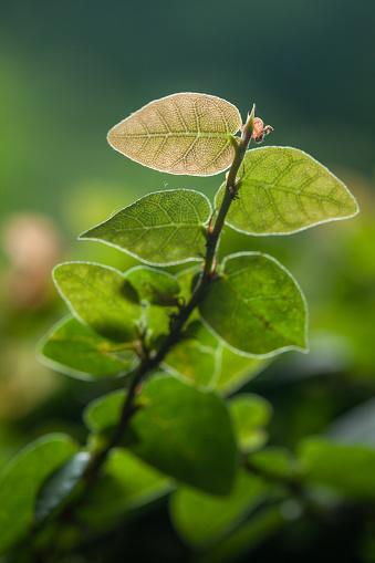 Closeup of plant Ficus pumila backlight leaves