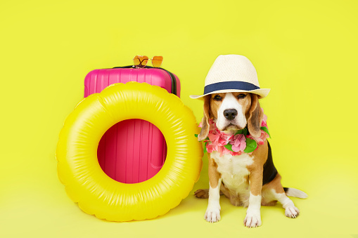 A beagle dog in a straw hat and a Hawaiian flower necklace by a suitcase, a swimming circle on a yellow isolated background. The concept of summer holidays, travel.