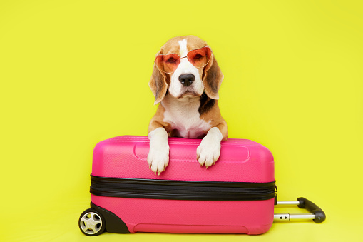 A beagle dog wearing sunglasses on a suitcase, yellow isolated background. Close-up. The concept of summer holidays, travel. Copy space