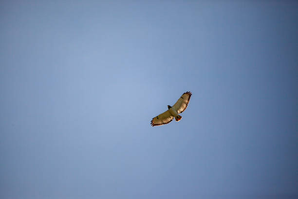 Red-tailed hawk on a foggy mountain morning