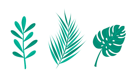 Vector collection of different flat design leaves