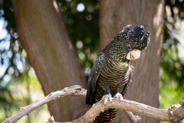 istock the female red tailed black cockatoo is perched in a tree 2067269528