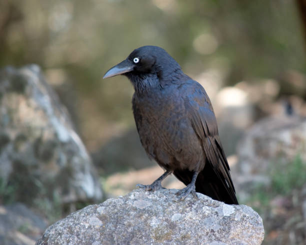 istock this is a side view of a raven on a rock 2067271639