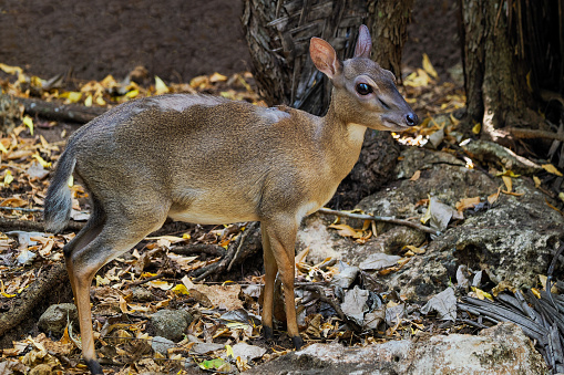 Kanczyl, Tragulus - a genus of cloven-hoofed mammals from the family Tragulidae. Animals of this genus are commonly referred to as mouse-deer, Tanzania, Zanzibar