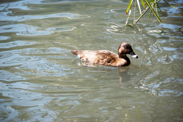 The Hardhead also White-eyed Duck has a brown body and white underside. It has a white eye and blue tip on its bill