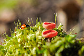 A ladybug on moss, accompanied by a mushroom called Sarcoscypha coccinea. Surroundings of Otomin, Poland