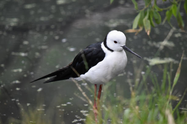 istock this is a side view of a black wing stilt 2067275107