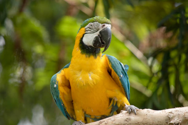 istock this is a close up of a blue and gold macaw 2067275825