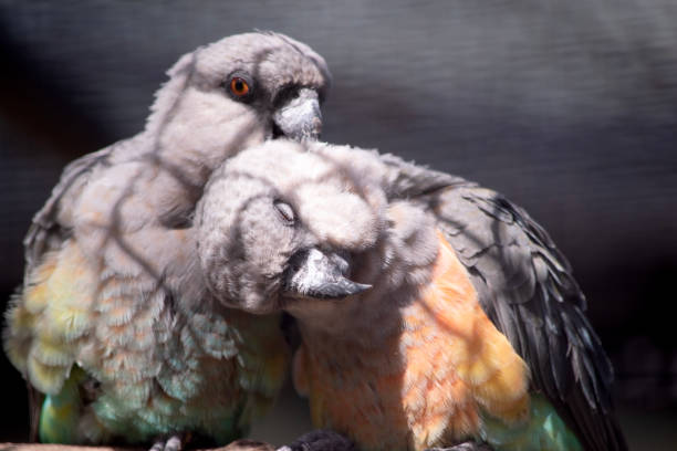 The African grey parrot (Psittacus erithacus) is an Old World parrot in the family Psittacidae. There are two known sub-species of the African grey parrot. The African grey parrot is a medium-sized, predominantly grey, black-billed parrot which weighs 400 g, with a length of 33 cm and an average wingspan of 46–52 cm. The Congo subspecies is a lighter grey, darker grey over the head and both wings, while the head and body feathers have a slight white edge to them. The tail feathers are red.