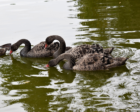 the black swan has black feathers edged with white on its back and is all black on the head and neck.  It has a red beak with a white stripe and red eyes