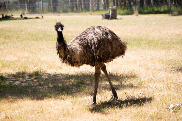 Free Stock Photo of Emu Walking | Download Free Images and Free ...