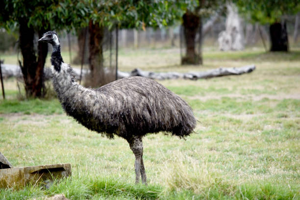 istock this is a side view of an Australian emu 2067277412