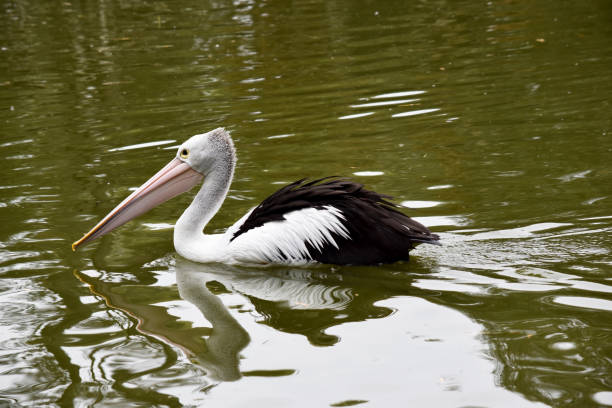 istock this is a side view of a pelican swimming 2067280008