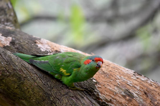 istock the musk lorikeet is perched in an old tree 2067280520