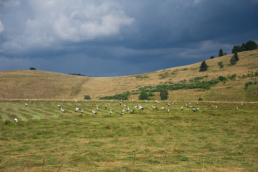 Rural  landscape in Transilvania Romania