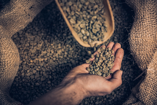 Man hand holding raw material  coffee beans