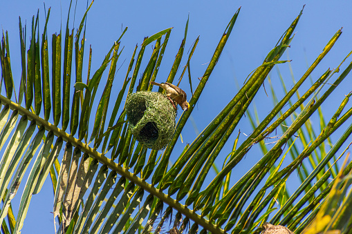 Baya weaver bird building nests (Ploceus hypoxanthus)