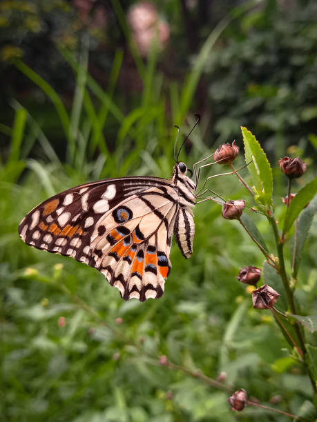 istock Butterflies and Flowers 2067315855