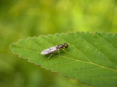 A fly-like animal on a green leaf