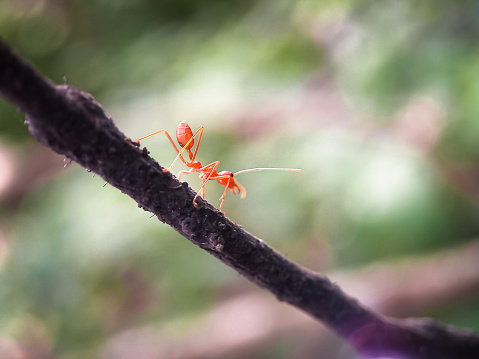 Bottom view of a red ant walking on a tree branch