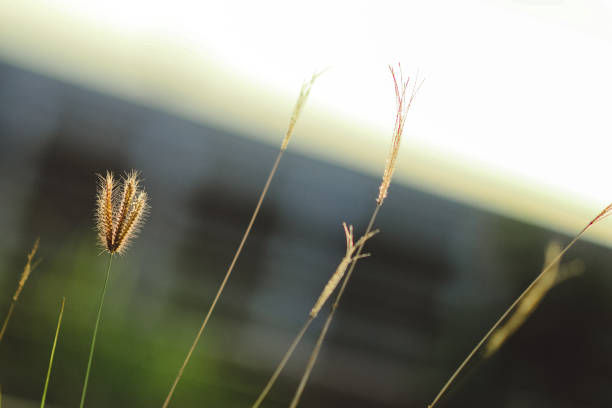 istock beautiful nature close up 2067324348