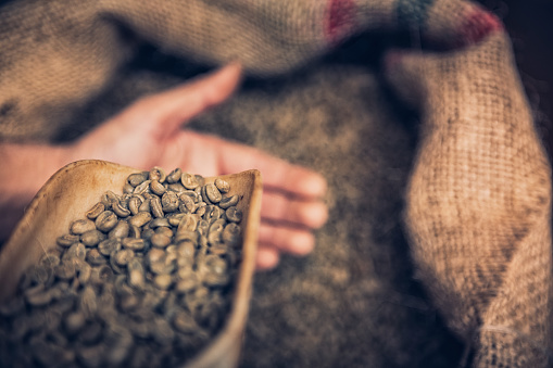 Man hand holding raw material  coffee beans
