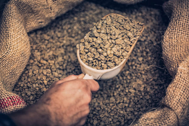 istock hand holding raw material coffee beans 2067327753