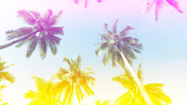 istock Banner Summer with colorful theme as palm trees background as texture frame background 2067332941