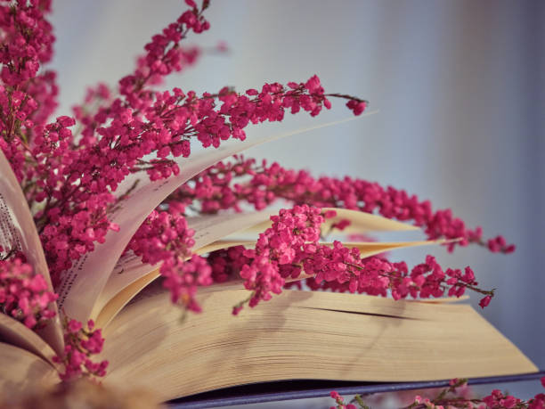 Opened book with colorful pink sprigs of heather flowers with small flowers on pages placed in light room at home
