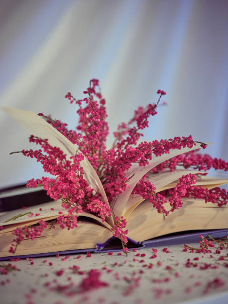 Heap of colorful pink heather flowers in book placed on table with scattered petals on white background in light room