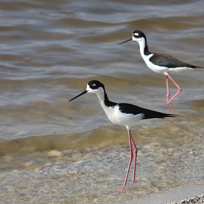 Two Black-necked Stilts (himantopus mexicanus) standing in shallow water