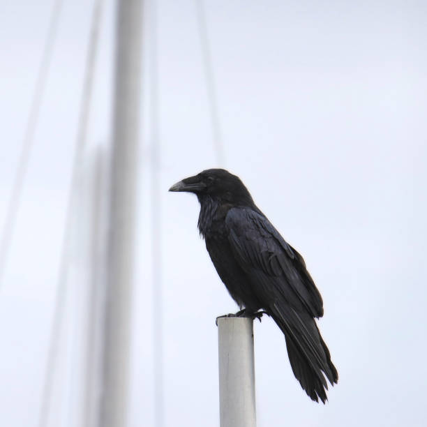 istock Common Raven (corvus corax) perched on the mast of boat 2067343446