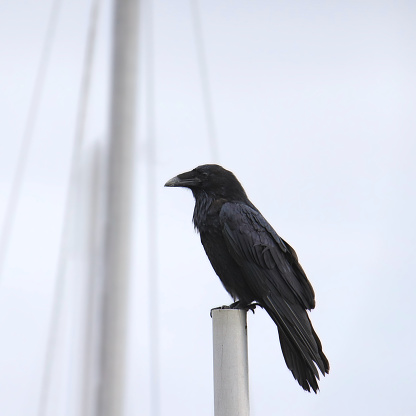 Common Raven (corvus corax) perched on the mast of boat