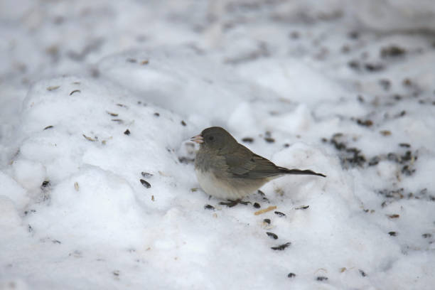 portrait of a sparrow in the snow close up