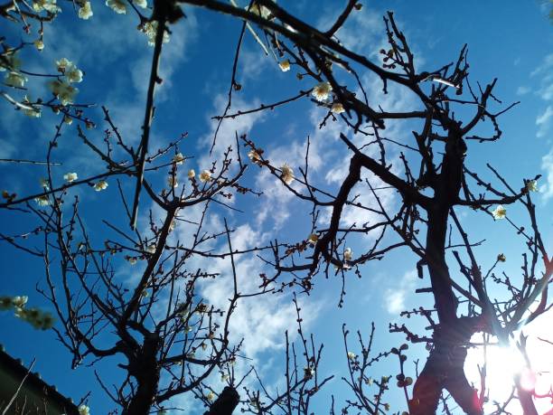 istock Plum blossoms and branches blooming against the blue sky 2067363994