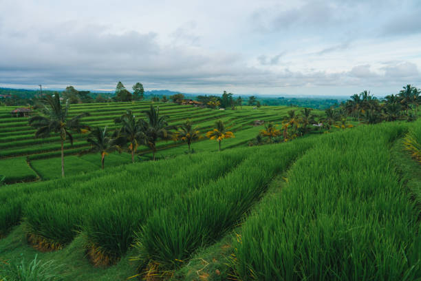 Scenic view of rice field on Bali, Indonesia Scenic view of green  rice field in Jatiluwih, Bali, Indonesia jatiluwih rice terraces stock pictures, royalty-free photos & images