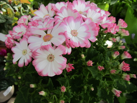 Cute cineraria flowers will brighten up your garden or flower bed.