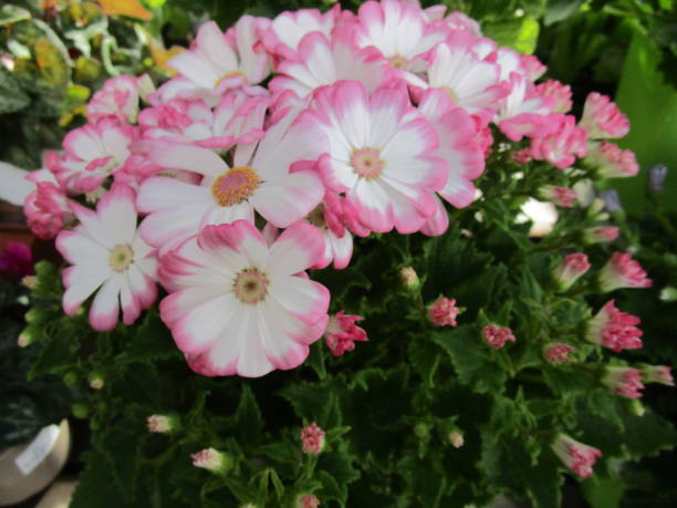 Close up of cineraria flower Cute cineraria flowers will brighten up your garden or flower bed. cineraria stock pictures, royalty-free photos & images