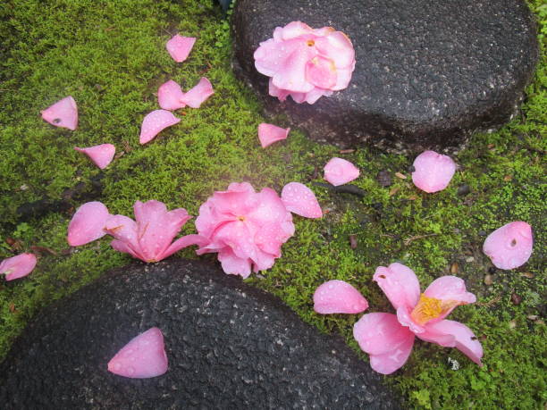 The sasanqua flowers that have fallen in the garden also have a beautiful appearance.