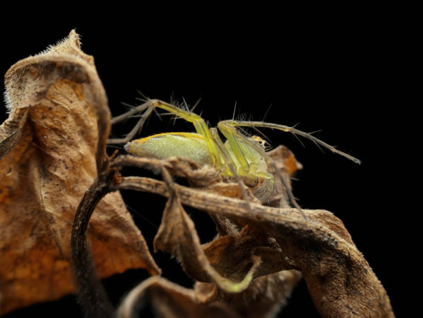 istock Lynx spider on the dried leaves 2067378654