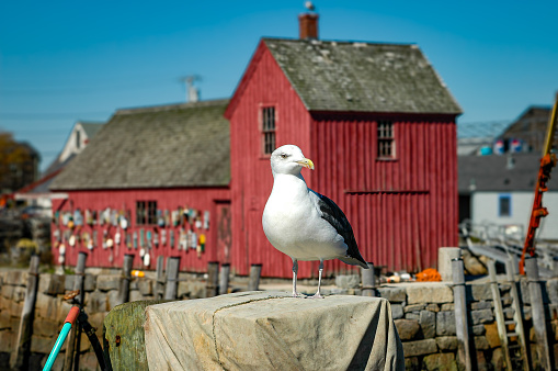 A seagull sitting on a box looking at its surroundings