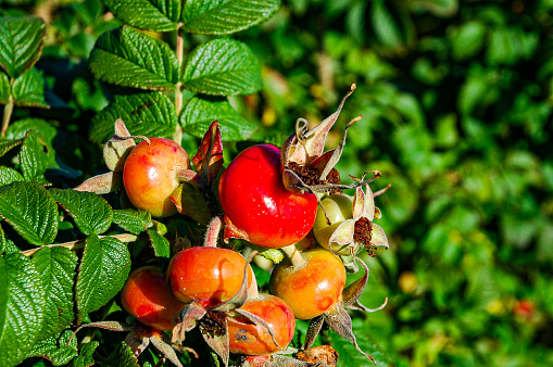 Bright red rosehips