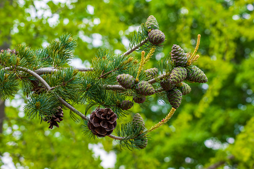 Japanese pine tree – closeup of a branch with developing and mature cones. New England Botanic Garden at Tower Hill, Boylston, Massachusetts, USA.