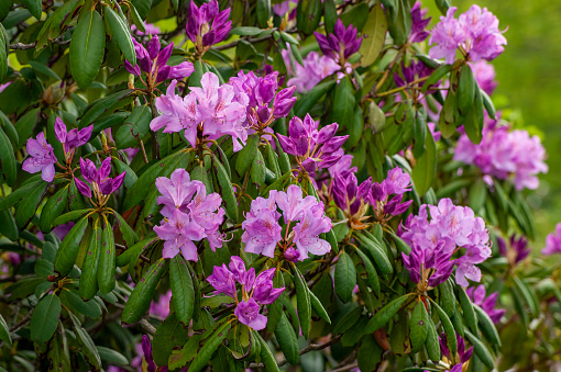 Purple Azalea (Rhododendron), New England Botanic Garden at Tower Hill, Boylston, Massachusetts, USA.